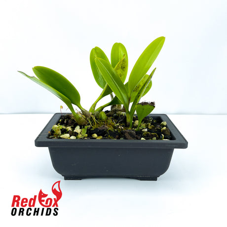 Bulbophyllum Meen Endless Love x Lion King