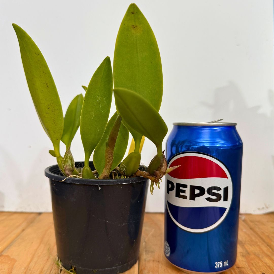 Bulbophyllum Meen Legend x longiflorum