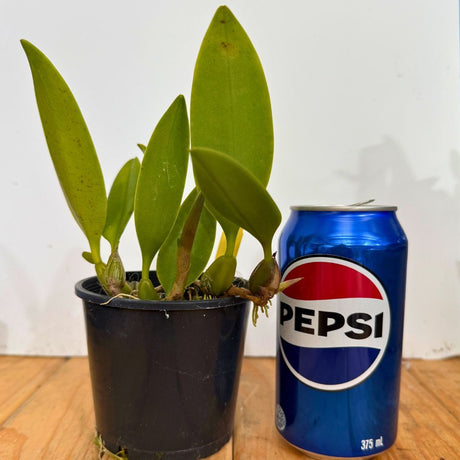 Bulbophyllum Meen Legend x longiflorum
