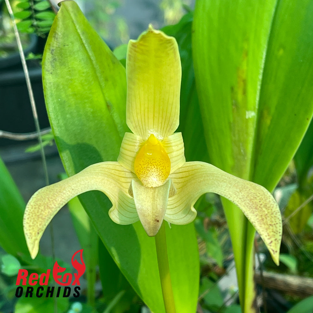 Bulbophyllum polystictum