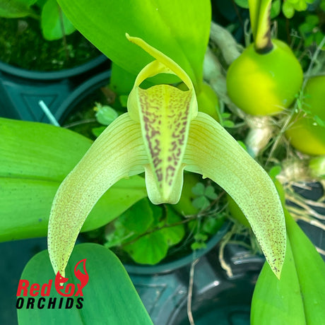 Bulbophyllum polystictum