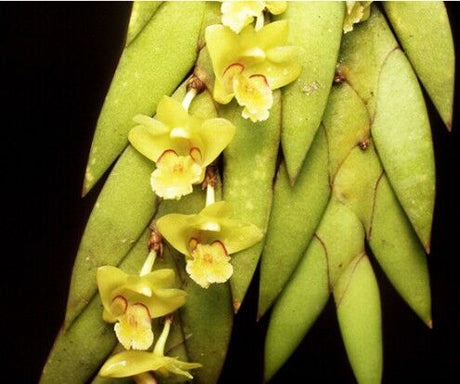 Dendrobium keithii