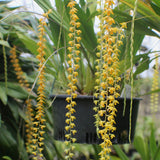 Dendrochilum cobbianum 'All Orange'