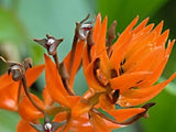 Eria ornata