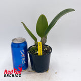 Rhyncholaeliocattleya Chia Lin 'New City'