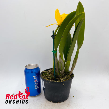 Potinara Hsinying Fancy Gold 'Super' SM/TOGA