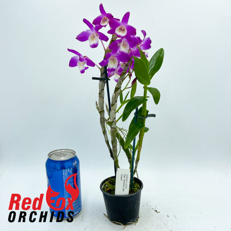 Dendrobium Hamana Lake 'Dream'