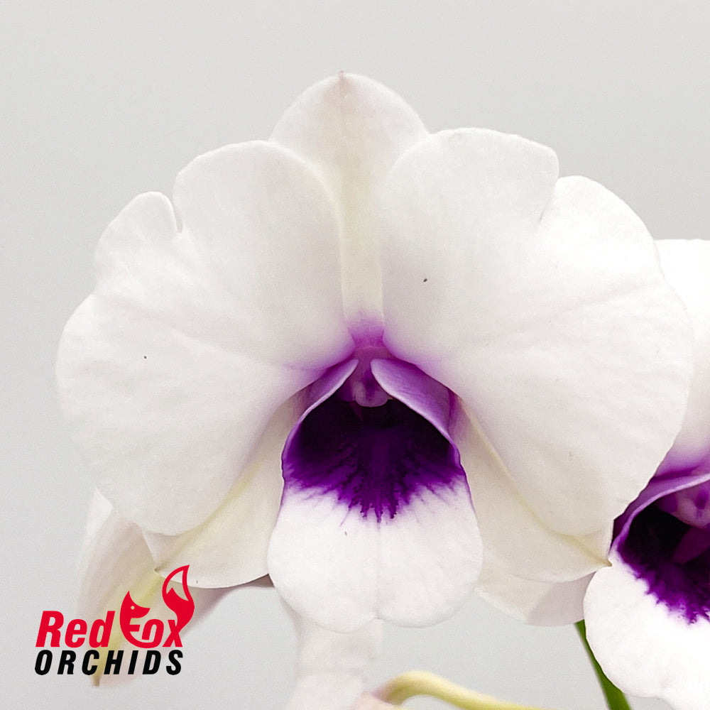 Dendrobium Mary Poppins 'Orchid World' x (Chao Praya Sweet x Garrish)