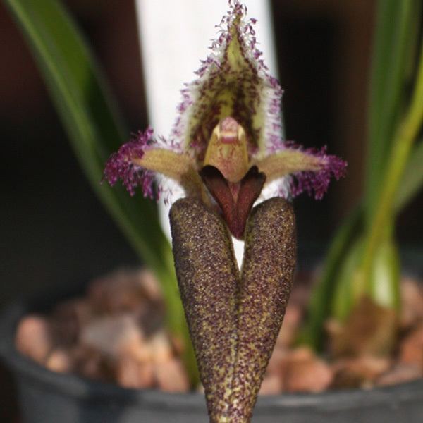 Bulbophyllum romyi