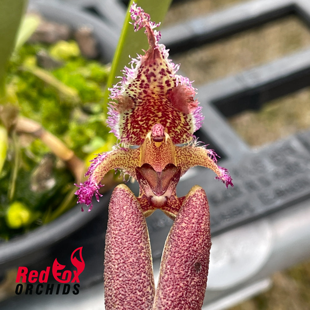 Bulbophyllum romyi