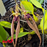 Bulbophyllum Cindy Dukes