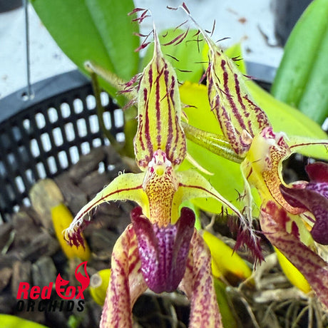 Bulbophyllum Cindy Dukes