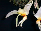 Stanhopea lietzei
