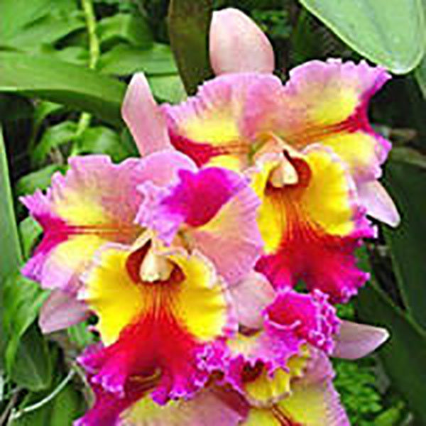 Rhyncholaeliocattleya  Hawaiian Super Flare ‘Carmela’