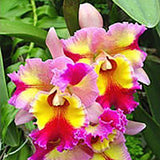 Rhyncholaeliocattleya  Hawaiian Super Flare ‘Carmela’