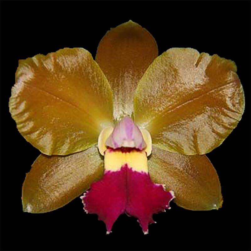 Rlc. Chinese Bronze x self