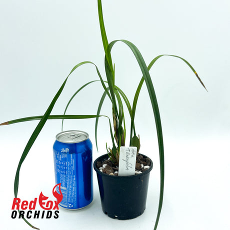 Maxillaria tenuifolia