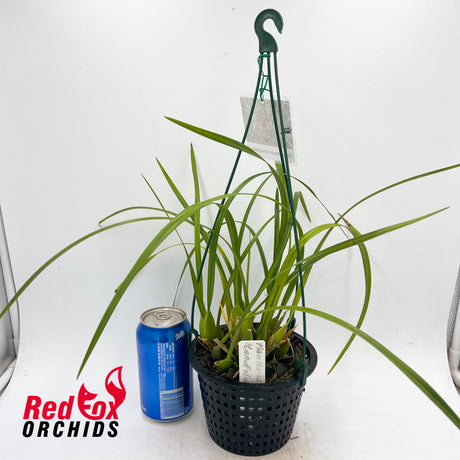 Maxillaria tenuifolia