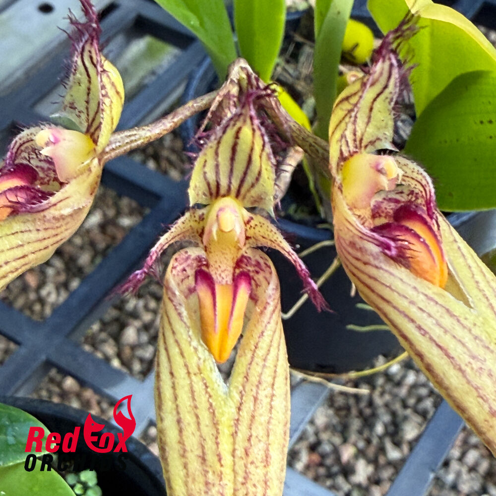 Bulbophyllum Wilmar Sunrise
