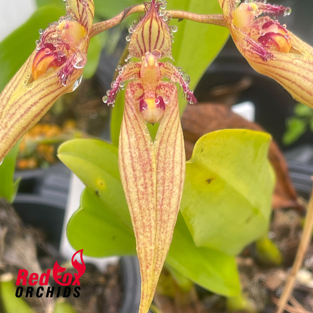 Bulbophyllum Wilmar Sunrise