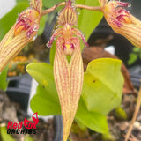Bulbophyllum Wilmar Sunrise