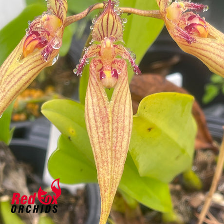 Bulbophyllum Wilmar Sunrise