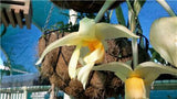 Stanhopea Thelander