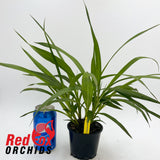 Spathoglottis 'Lemon Kiss'
