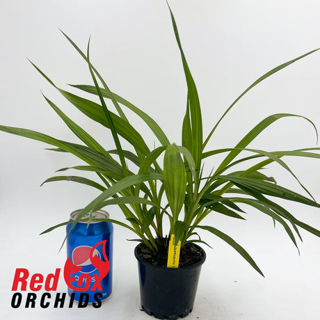 Spathoglottis 'Lemon Kiss'