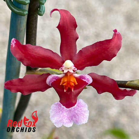 Oncidium Flaming Pole 'Okika'