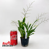Oncidium Twinkle 'Pink Profusion'