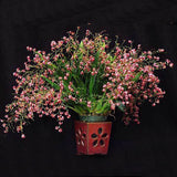 Oncidium Twinkle 'Pink Profusion'