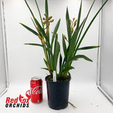 Cymbidium 'Tropic Mini'