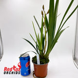 Cymbidium 'Tropic Mini'