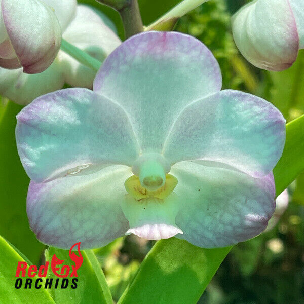 Vascostylis Crownfox Magic ‘Korat’