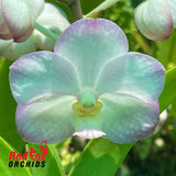 Vascostylis Crownfox Magic ‘Korat’