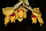 Stanhopea connata
