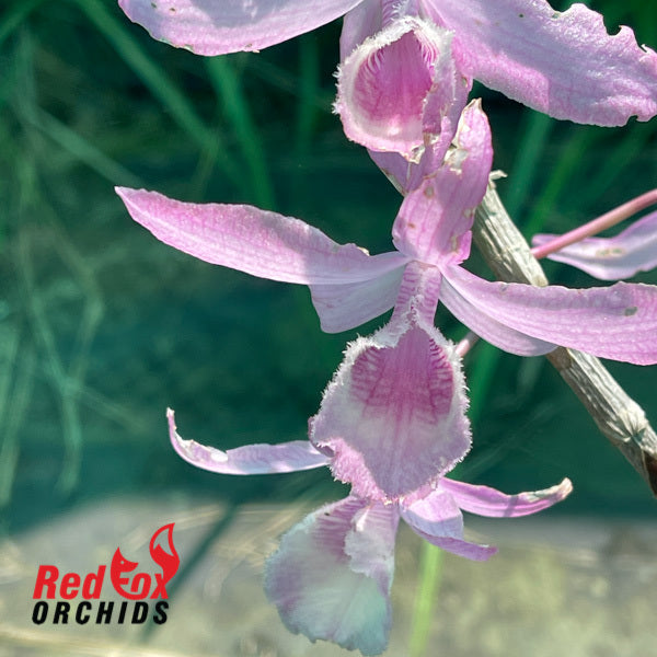 Dendrobium Mentor