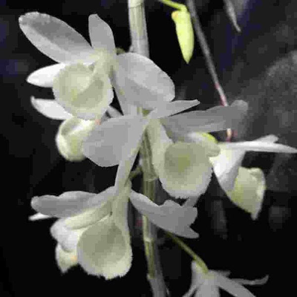 Dendrobium aphyllum 'Alba'