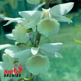 Dendrobium Bohemian Rhapsody  'White'