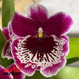 Miltoniopsis Morris Chestnut 'HOF #6'