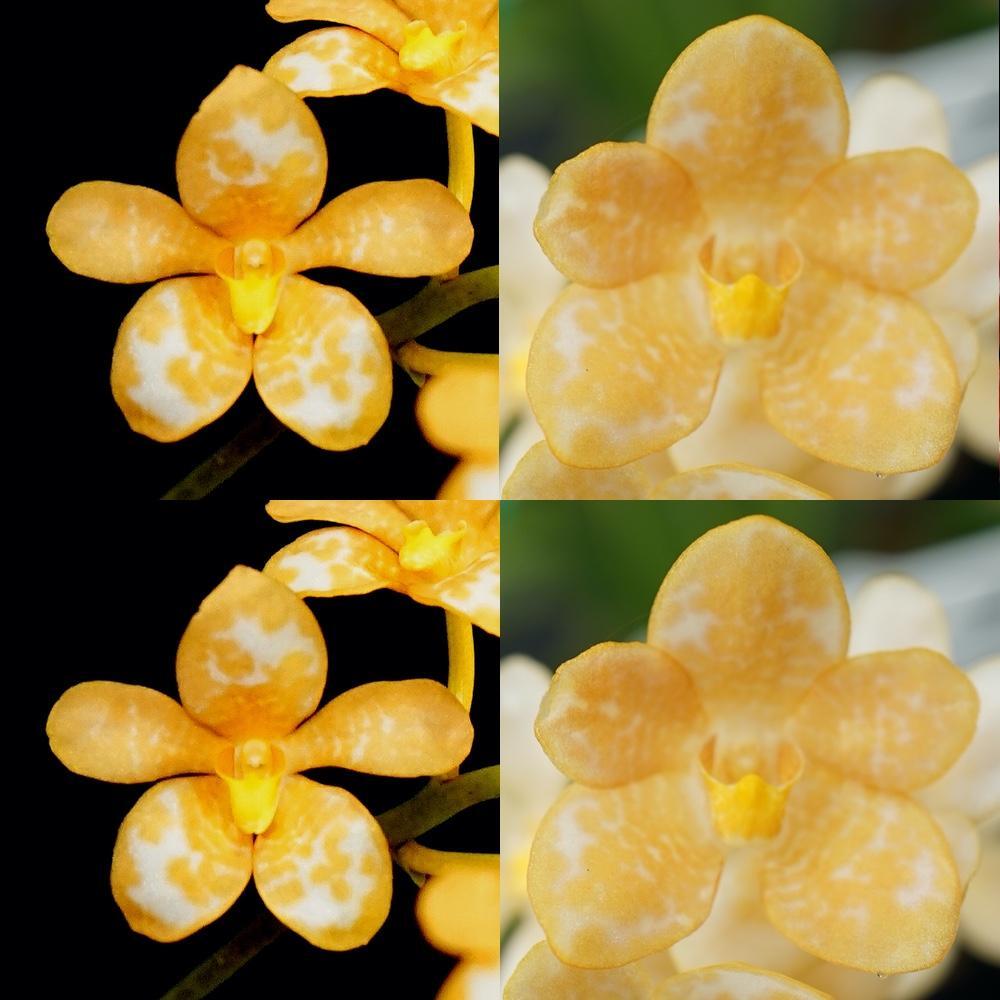 Sarcochilus Kulnura Dip 'Spotted Gold' x Kulnura Wild 'Pani'
