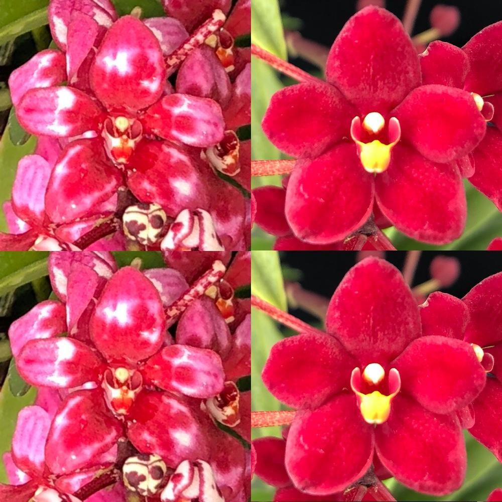 Sarcochilus Kulnura Sprint 'Super blotch' x Kulnura Drive '4 black'