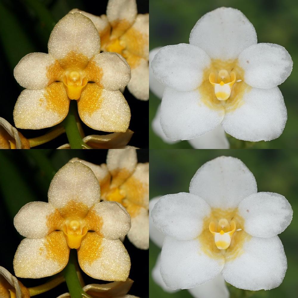 Sarcochilus Kulnura High 'Melba' x hartmannii '4'