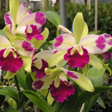 Epilaeliocattleya Mae Bly 'Ching Hua Splash' AM/AOS