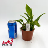 Prosthechea cochleata 'Floriferous' x 'Big'