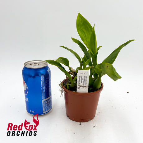 Prosthechea cochleata 'Floriferous' x 'Big'