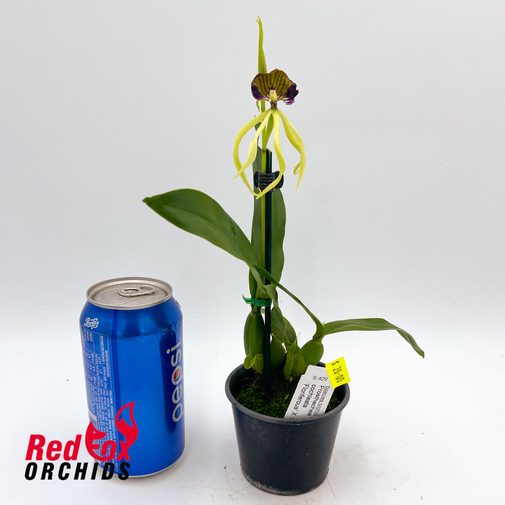 Prosthechea cochleata 'Floriferous' x 'Big'