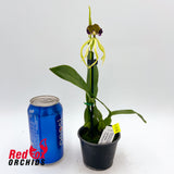 Prosthechea cochleata 'Floriferous' x 'Big'