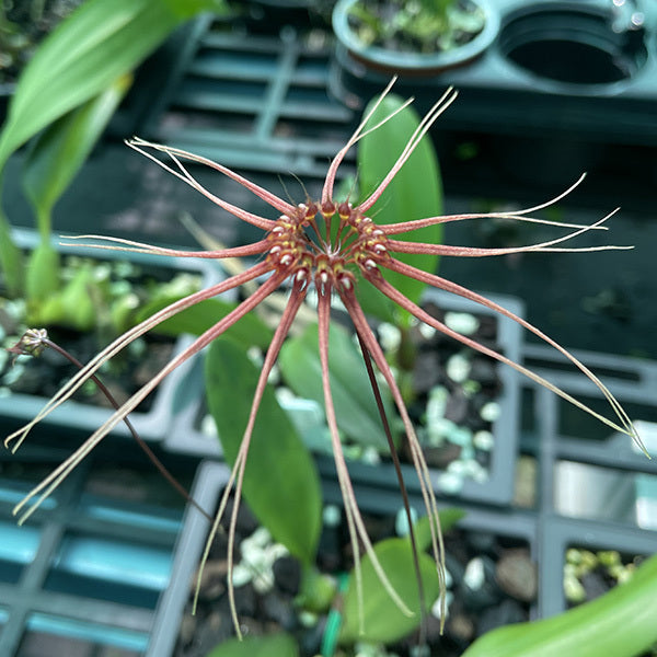 Bulbophyllum makoyana x gracillimum
